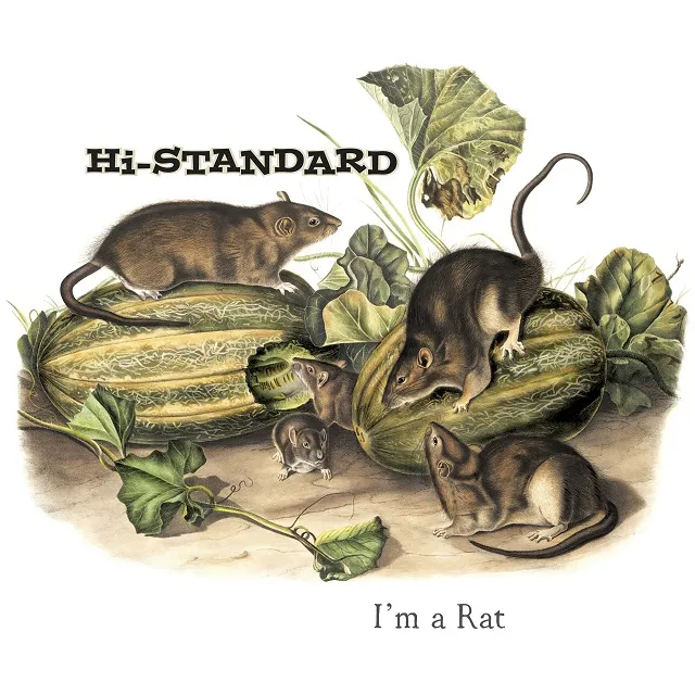 HI-STANDARD / I'M A RAT (PICTURE DISK) Υʥ쥳ɥ㥱å ()